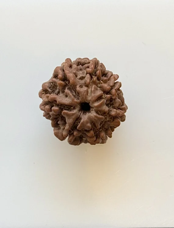 Gemstone identification report for Rudraksha bead (brown)