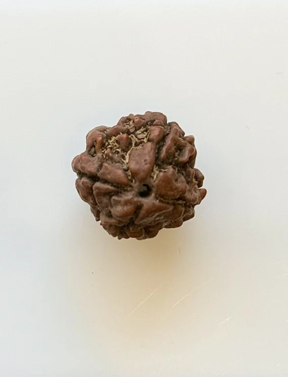 Gemstone Identification Report for a brown Rudraksha bead; unmounted