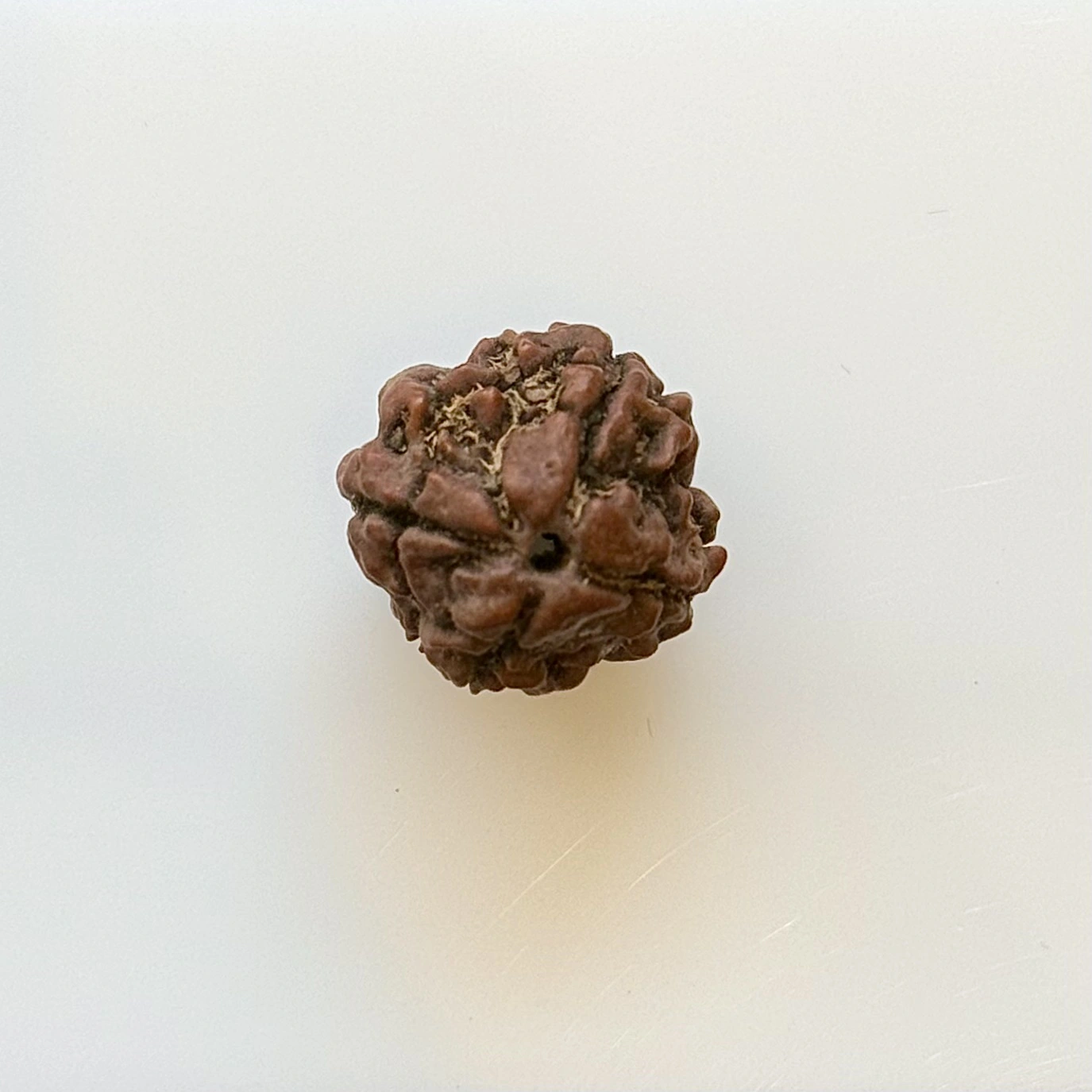 Gemstone Identification Report for a brown Rudraksha bead; unmounted