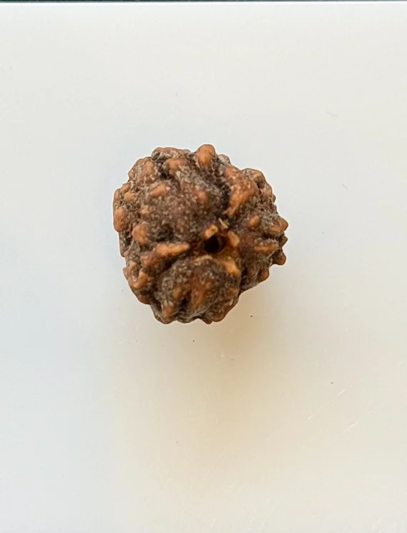 Gemstone Identification Report for Rudraksha Bead