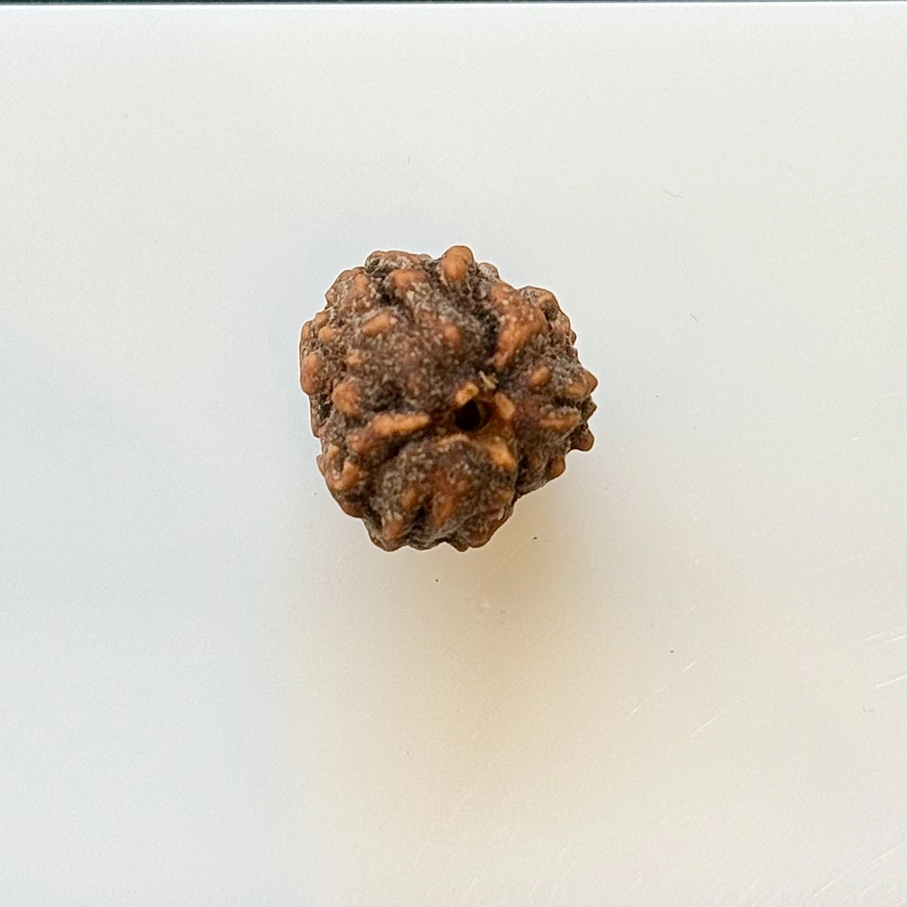 Gemstone Identification Report for Rudraksha Bead