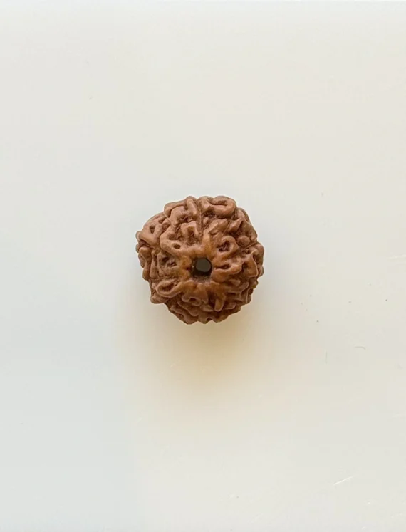 Gemstone Identification Report for a brown Rudraksha bead; shows measurements 1.50 x 8.70 mm