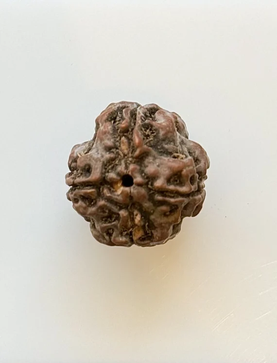 Certificate page for a brown Rudraksha bead with specifications (19×20 mm
