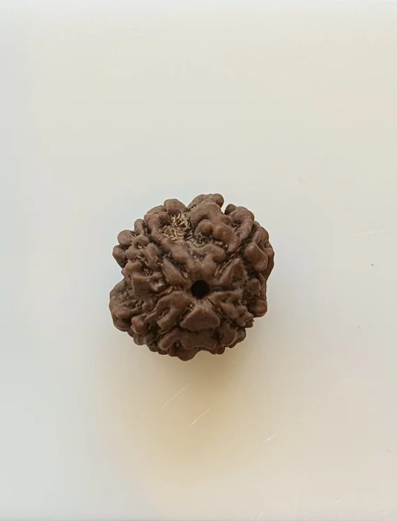 Gemstone Identification Report for Rudraksha Bead—Brown