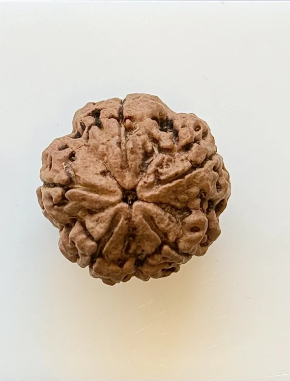 Gemstone Identification Report for a brown Rudraksha Bead (unmounted) from Gopaldaas Jewellers; 20.41 × 24.08 mm