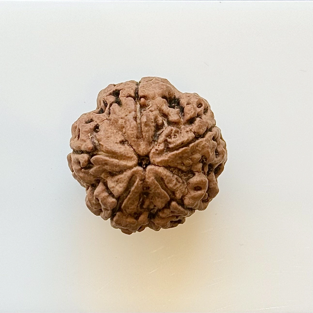 Gemstone Identification Report for a brown Rudraksha Bead (unmounted) from Gopaldaas Jewellers; 20.41 × 24.08 mm