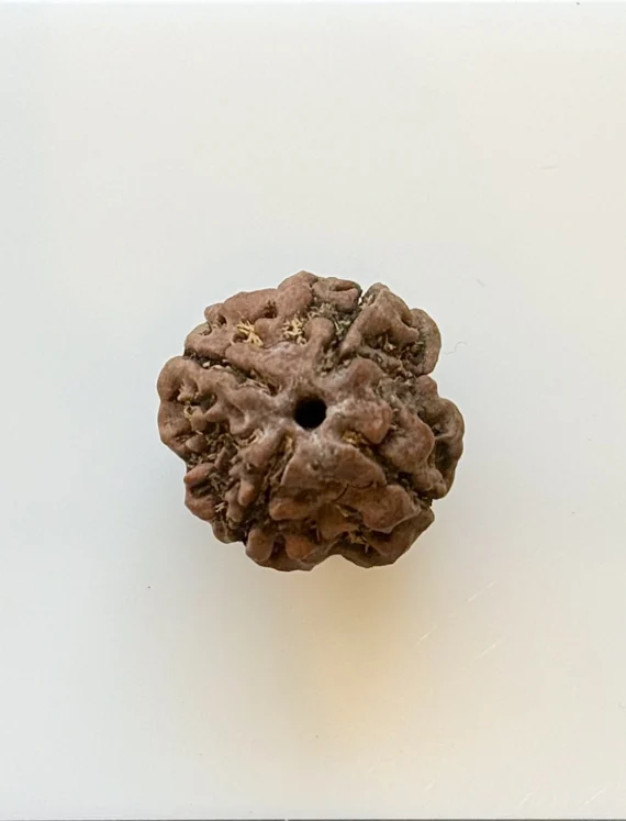Gemstone Identification Report for Rudraksha Bead—brown