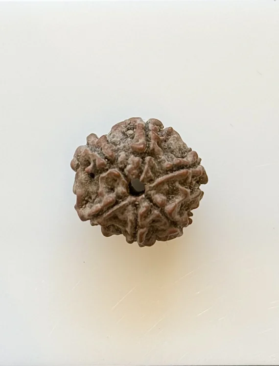 Gemstone Identification Report for a brown Rudraksha bead