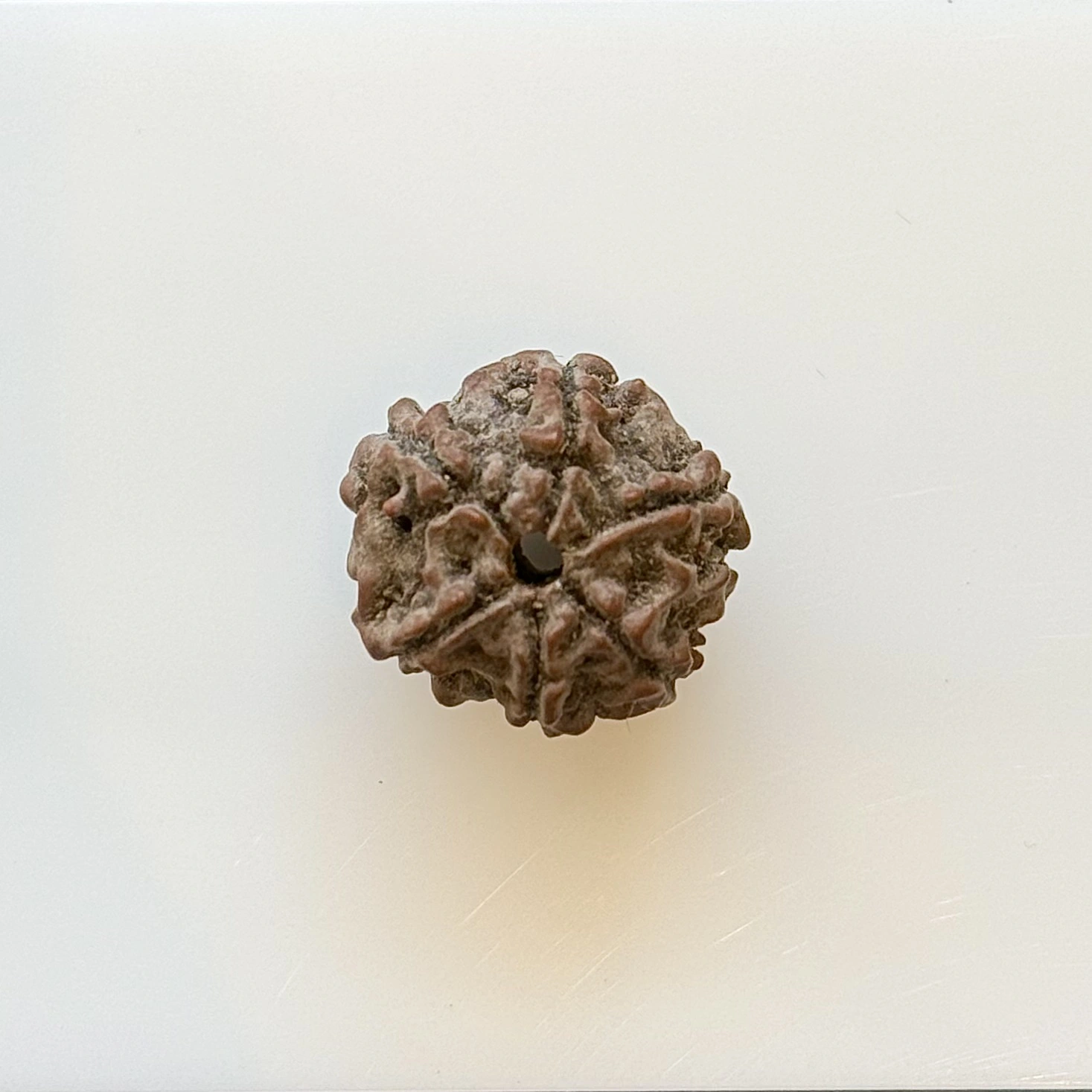 Gemstone Identification Report for a brown Rudraksha bead