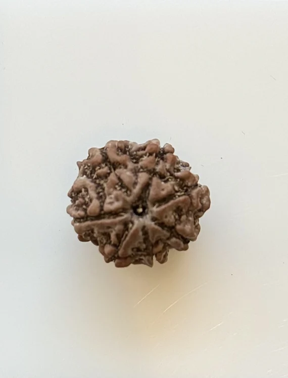 Specimen sheet for a Rudraksha bead from Gopaldaas Jewellers
