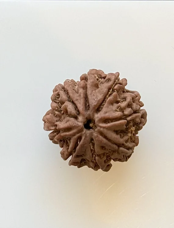 Certificate page for a Rudraksha Bead from Gopaldaas Jewellers; brown