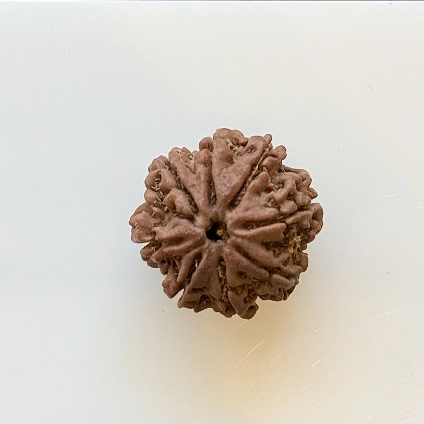 Certificate page for a Rudraksha Bead from Gopaldaas Jewellers; brown