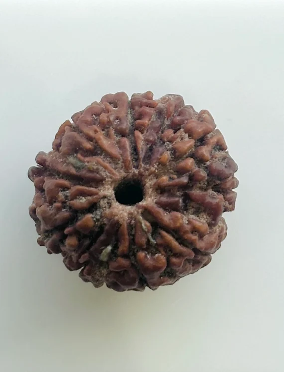 Gemstone identification report for a brown Rudraksha bead (unmounted) showing measurements 17.20 x 23.90 mm and weight 5.760 g