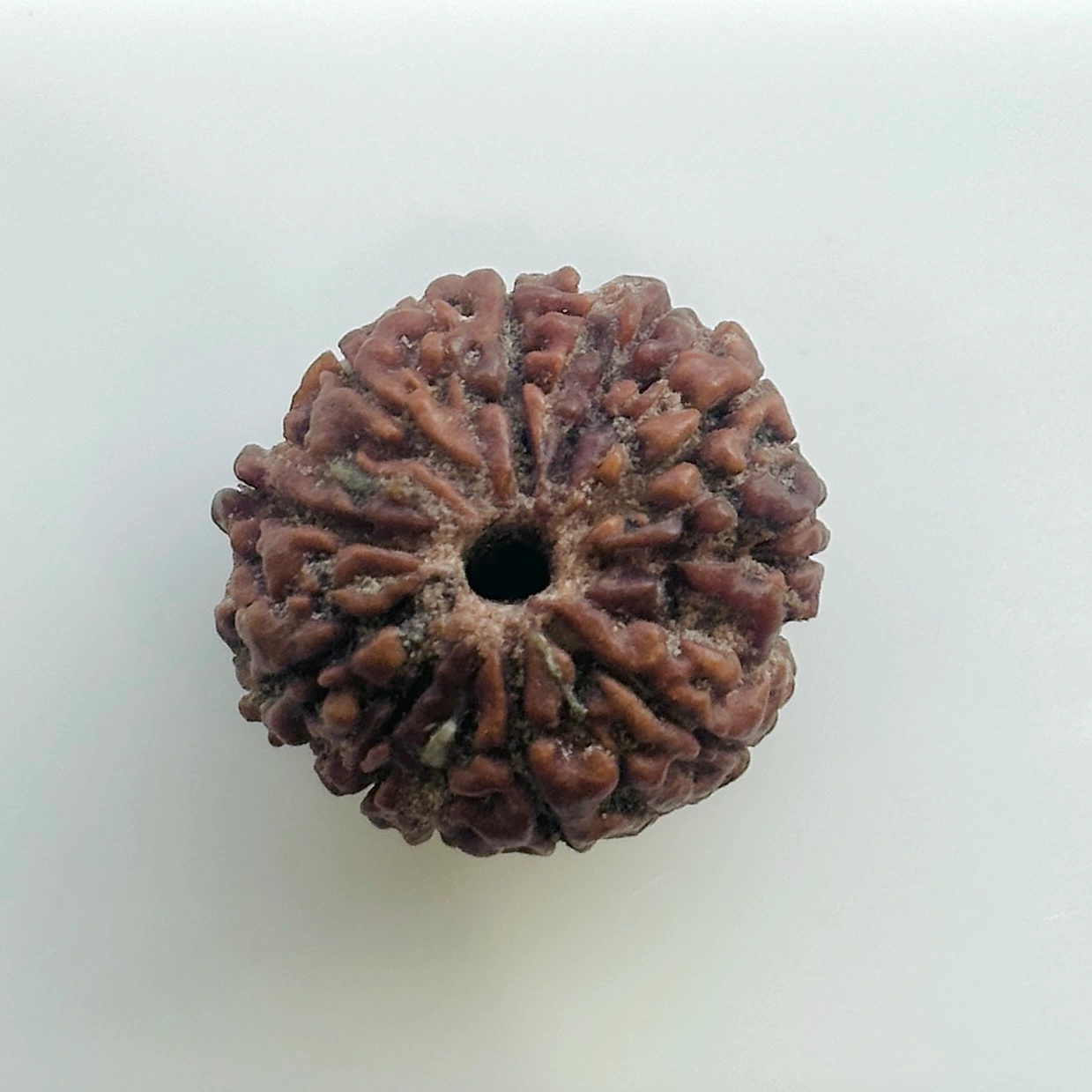 Gemstone identification report for a brown Rudraksha bead (unmounted) showing measurements 17.20 x 23.90 mm and weight 5.760 g