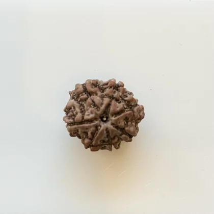 7 mukhi rudraksha