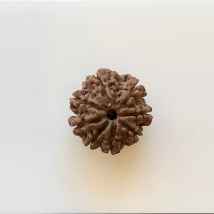 8 Faces Rudraksha