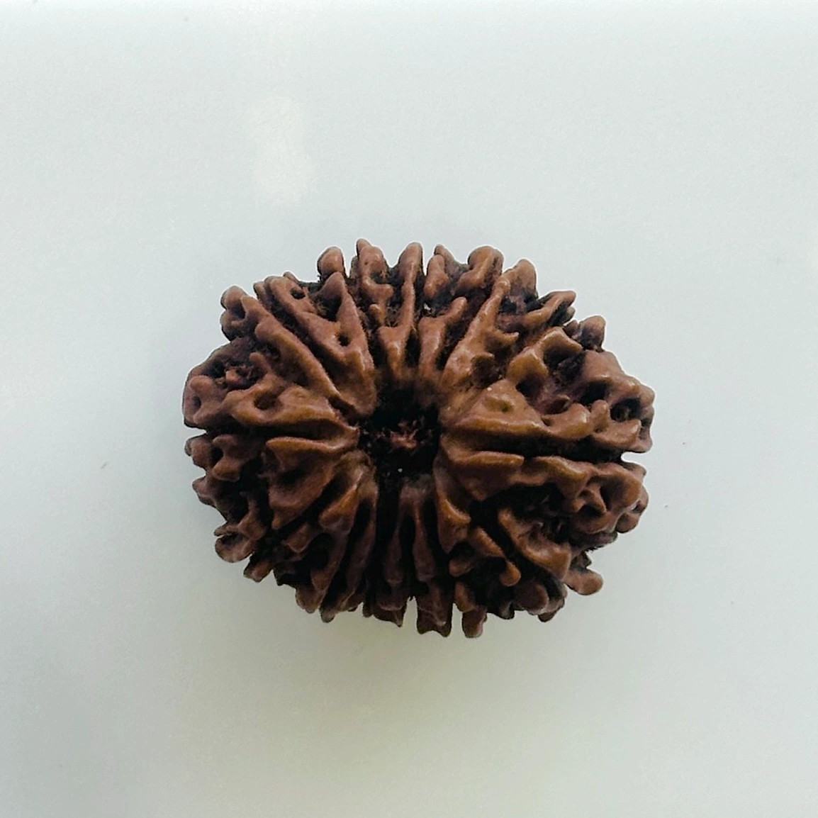 Rudraksha_196-36554 - N Gopaldaas Jewellers Brown, ribbed seed with many wrinkled protrusions on a light background.