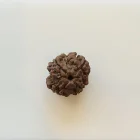 Gemstone Identification Report for Rudraksha Bead—Brown